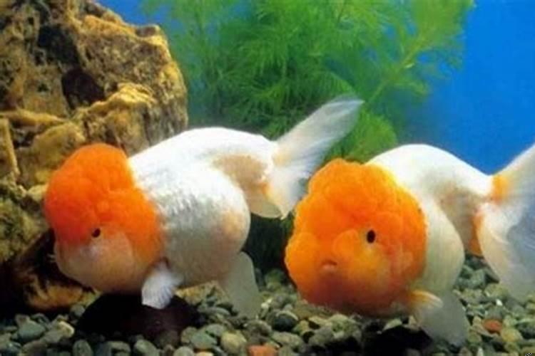 金鱼怎么看怀孕了