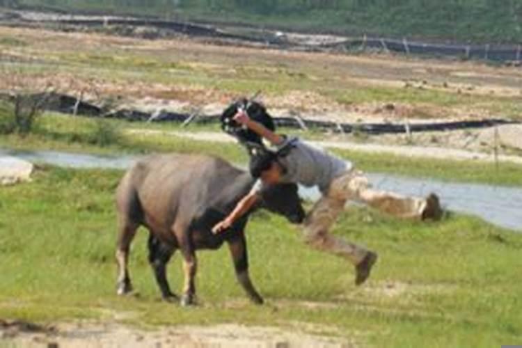 梦见被牛追赶攻击