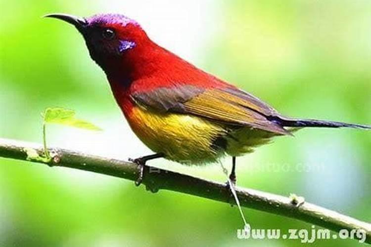 梦到鸟寓意着什么