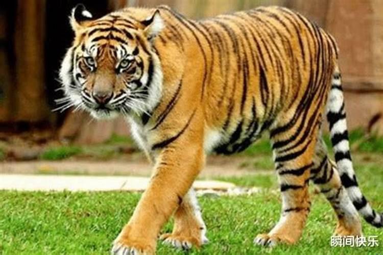 属虎的女人几月会克夫1974