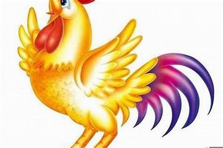 生肖鸡的命运如何