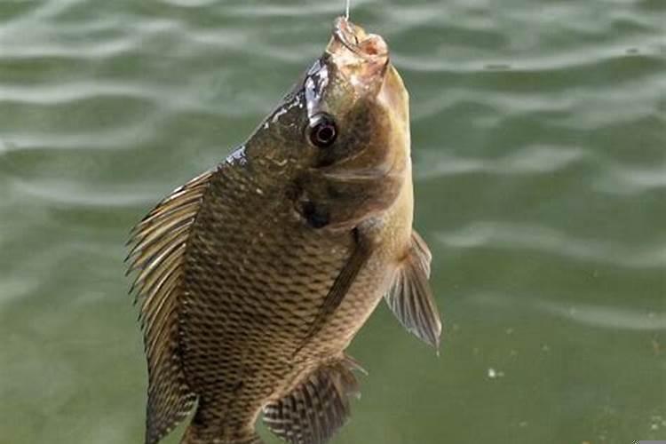 梦见和家人坐大巴车出远门