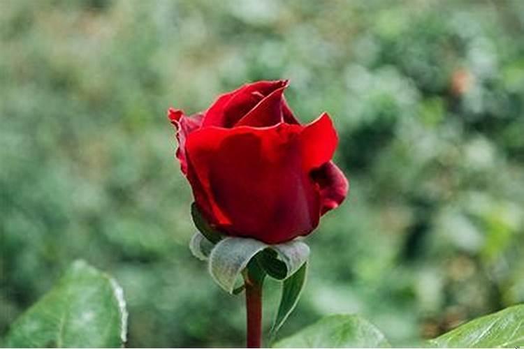 贵人乘驿马的八字