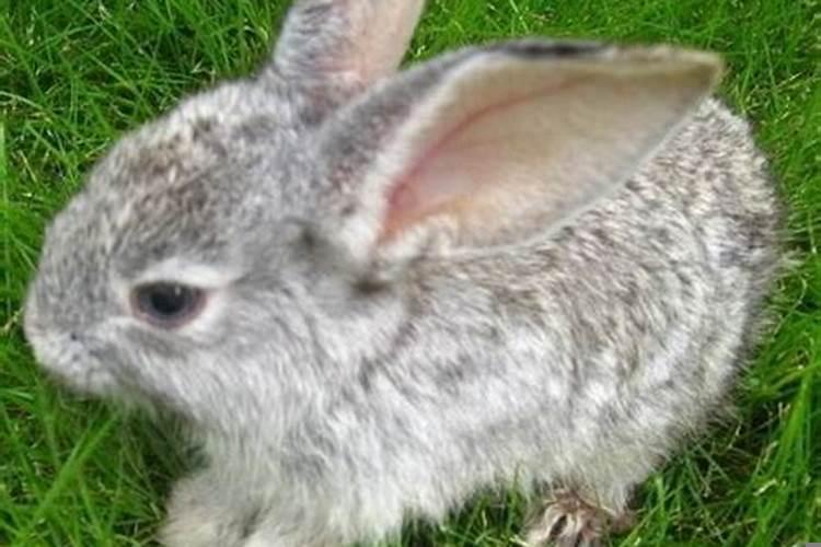 属龙和属兔结婚会怎样