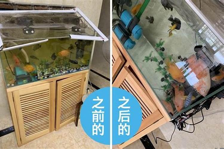 鱼缸里水发黄的原因和解决办法