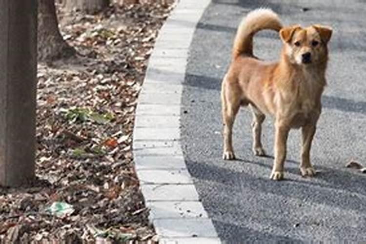 梦见小狗追我是什么预兆