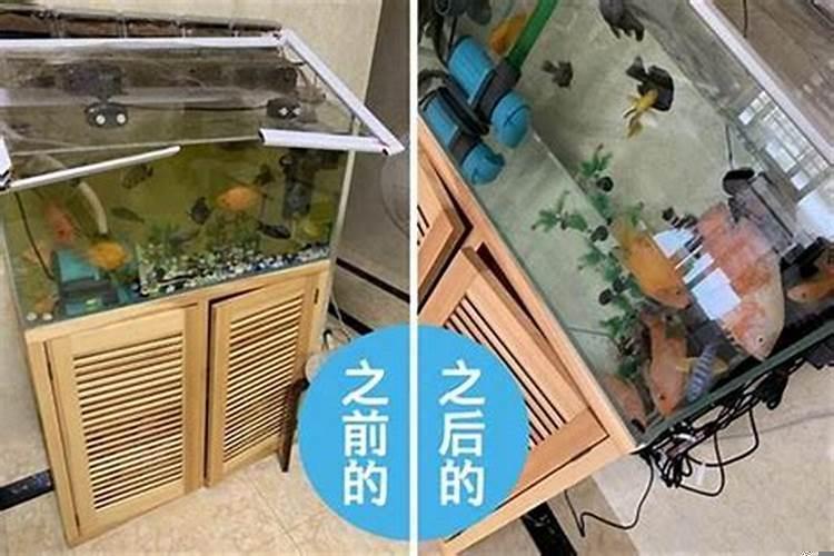 鱼缸里水发黄的原因和解决办法