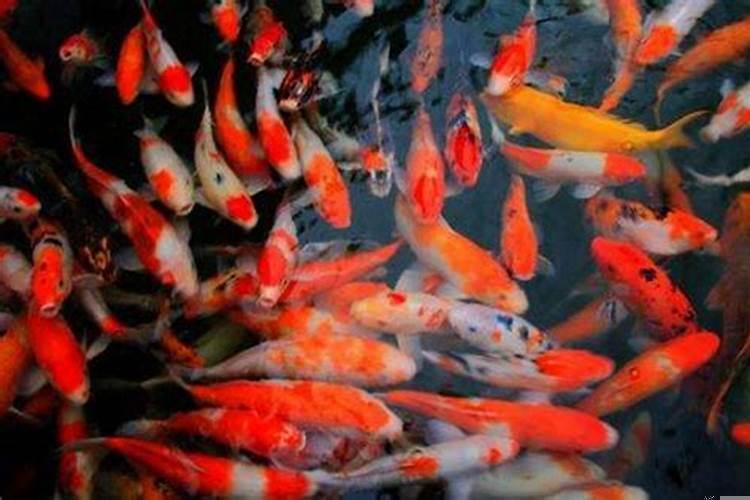 梦见两条红鲤鱼什么意思