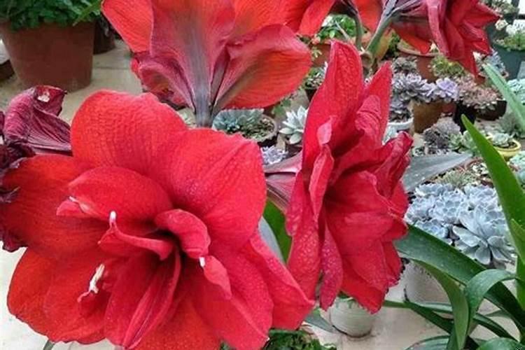 属猪的幸运花卉是什么?