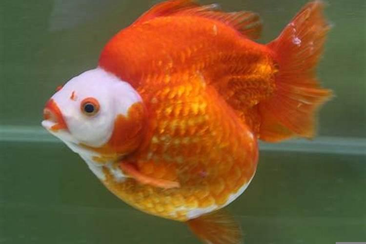 金鱼怎么看怀孕了