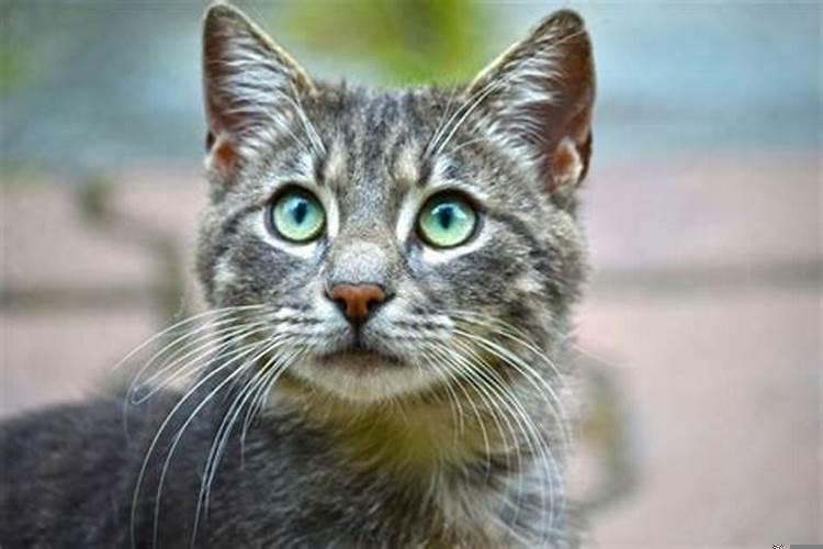 做梦梦到被猫抓伤手出血