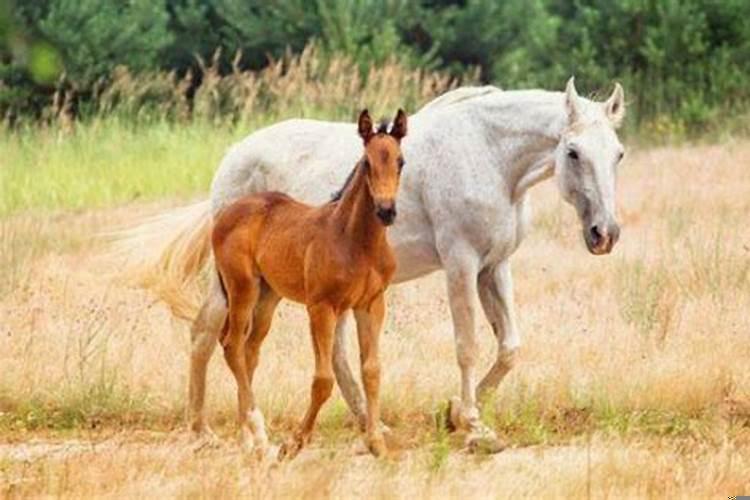 马年忌什么生肖