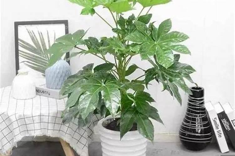 客厅养花有什么风水讲究