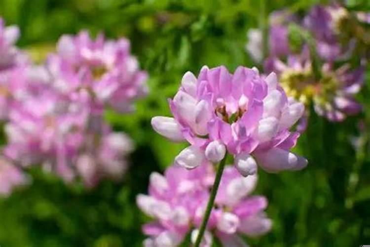 天生桃花运好的星座女