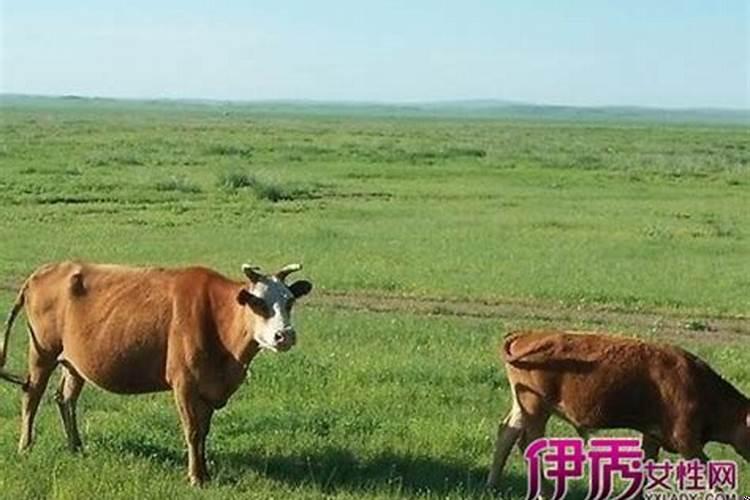 梦见牛是什么情况