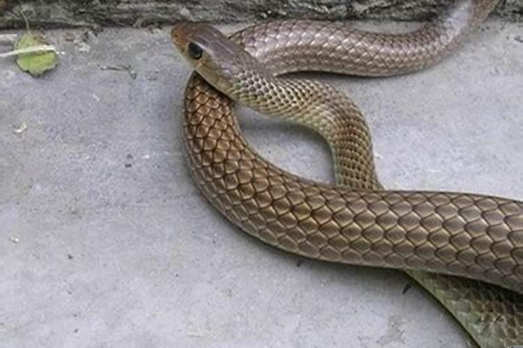 男人梦见蛇是什么意思周公解梦