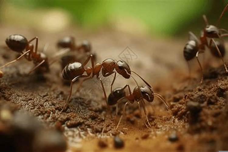 梦到被好多蚂蚁追赶