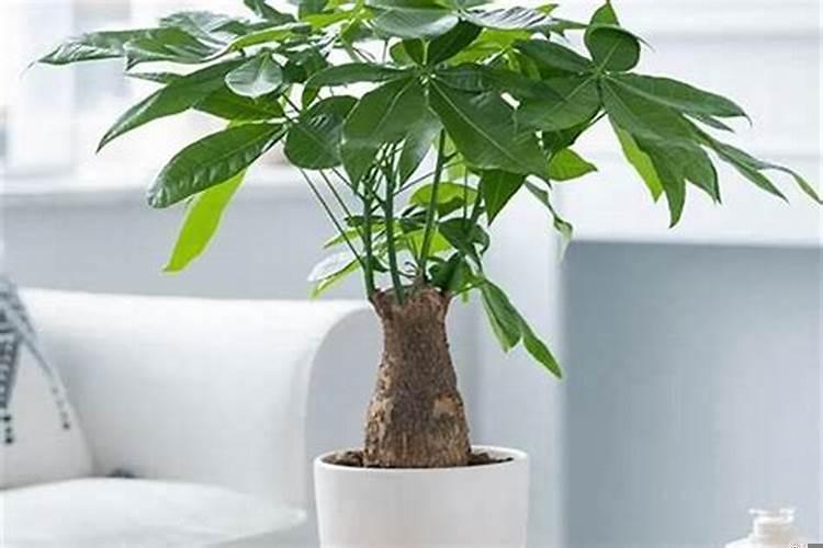 十二生肖聚财植物