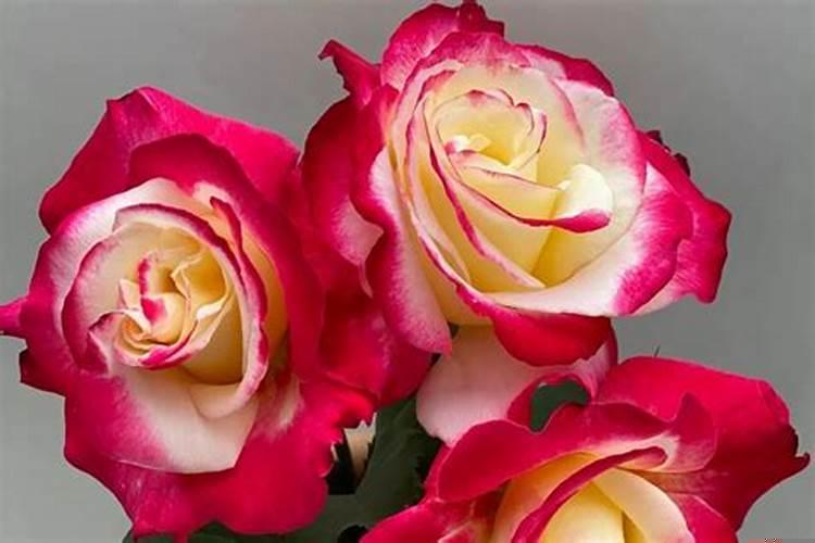 狮子座多头月季