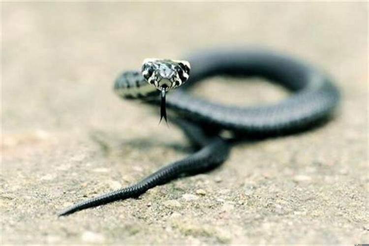 梦见自己女儿变成蛇