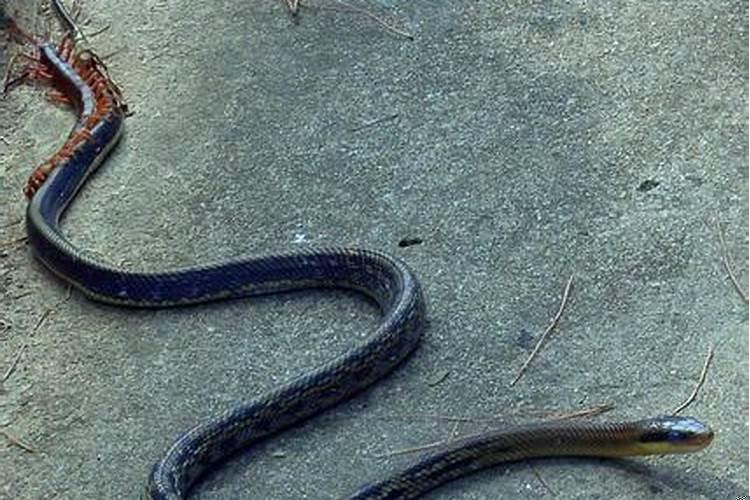 梦到蛇和蜈蚣是什么寓意