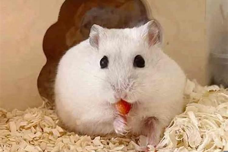 男人梦到有个女儿