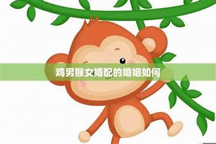 女猴男鸡的属相合不合