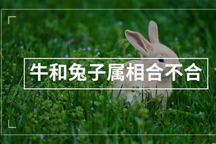 牛与兔属相合不合适
