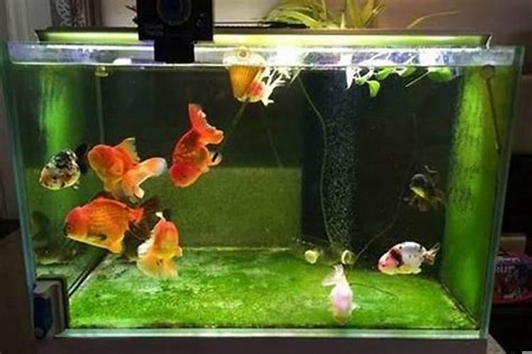 鱼缸内放几条鱼好