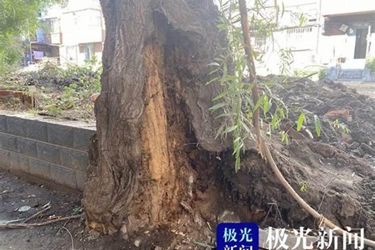 坟头长松树怎样处理