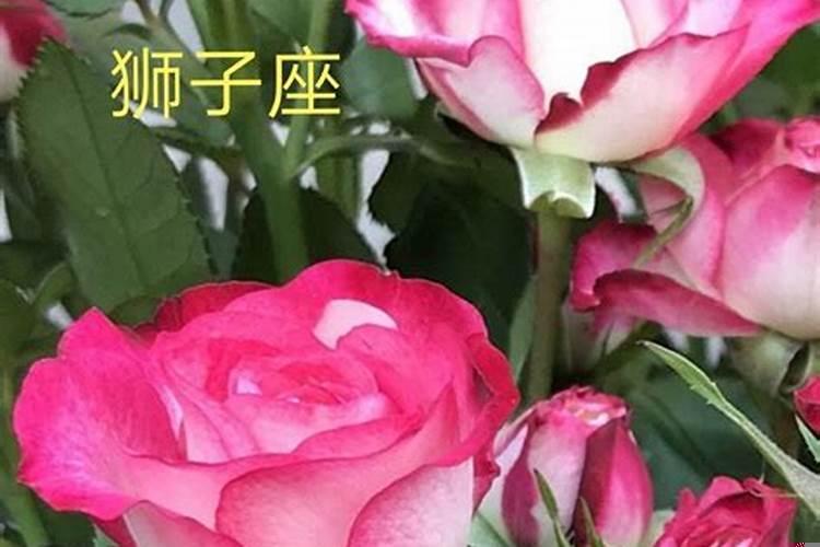 狮子座多头月季