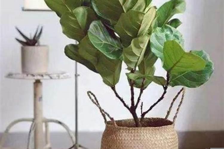 家里放什么财运旺