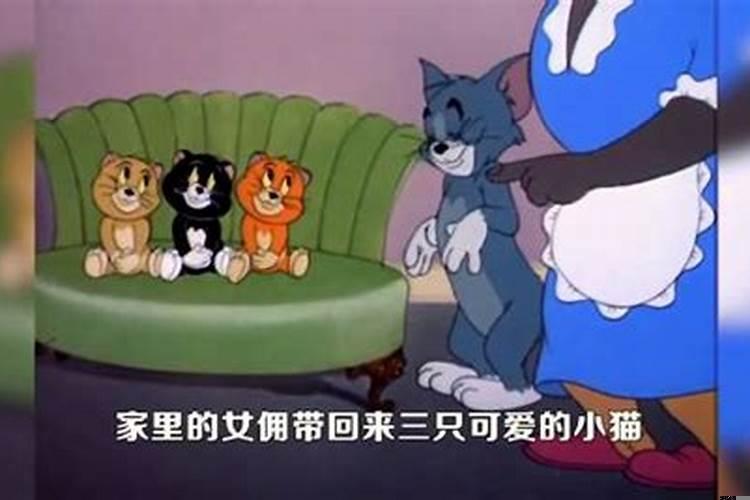 做梦家里来了三只小猫