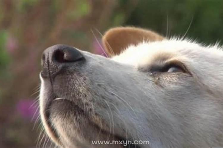 我梦见弟弟死了