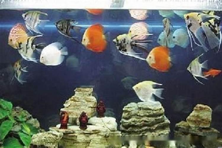 鱼缸内放几条鱼好