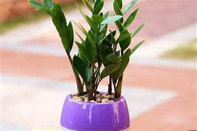 旺财运的植物有哪些