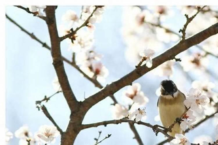 鸟语花香指的什么生肖