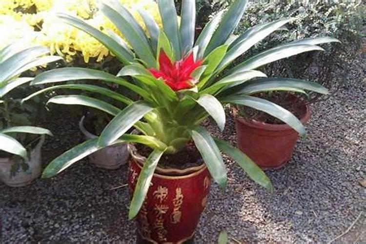 旺财运的植物有哪些