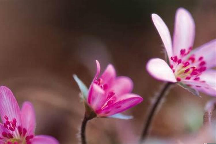 天生桃花运好的星座女