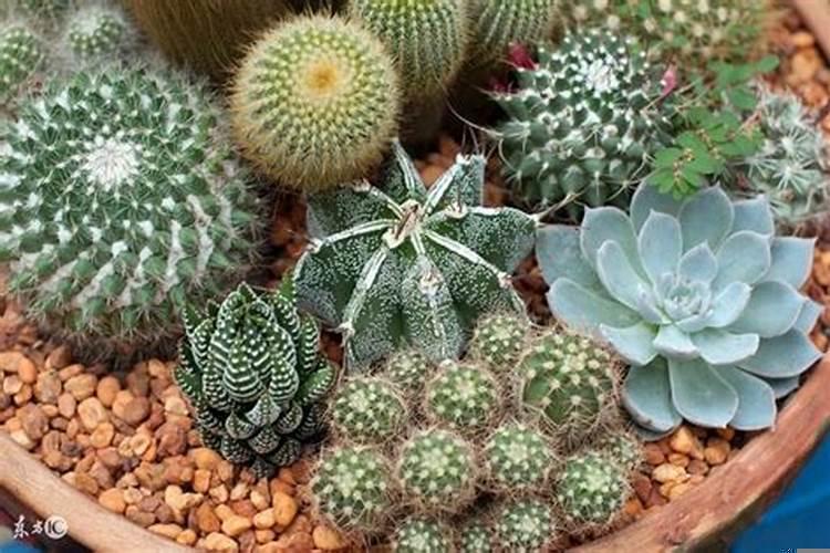 门口摆放仙人掌摆放的风水讲究