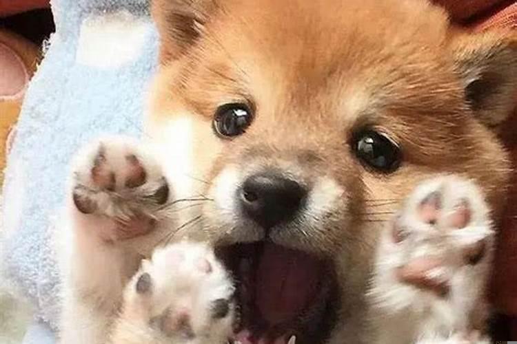 属狗的人喜欢狗吗