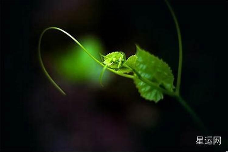 夫妻宫太阴注定二婚