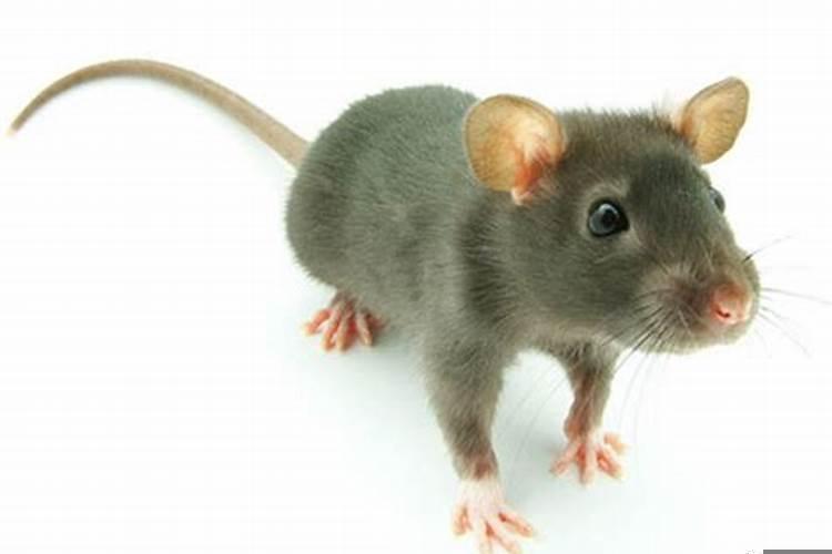 孕妇做梦梦到老鼠是什么意思