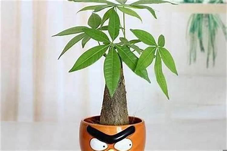 发财树一盆栽几棵好