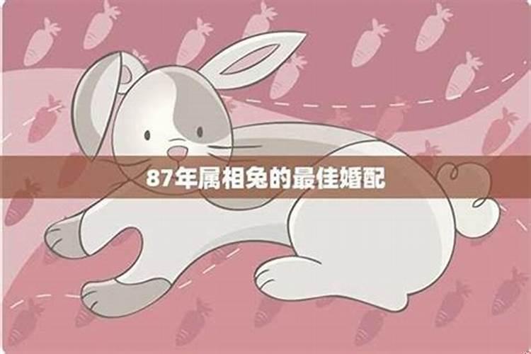 属兔的87年什么命