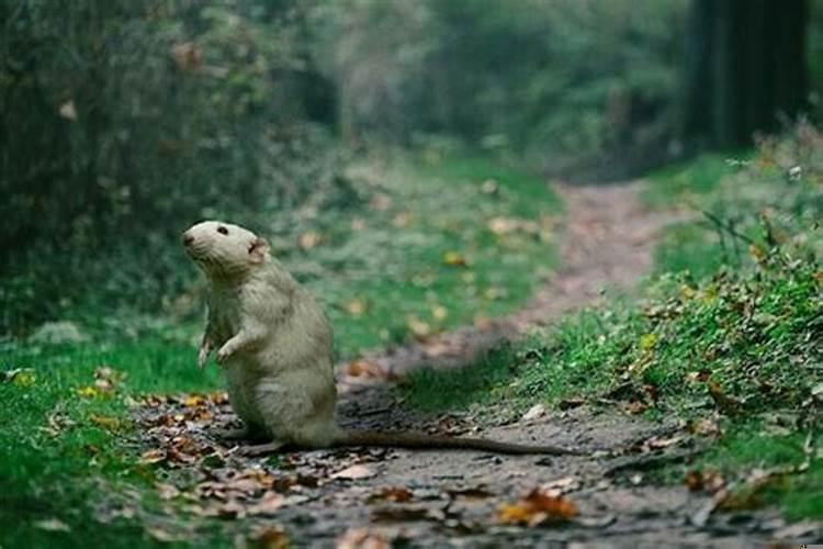 孕妇做梦梦到老鼠是什么意思