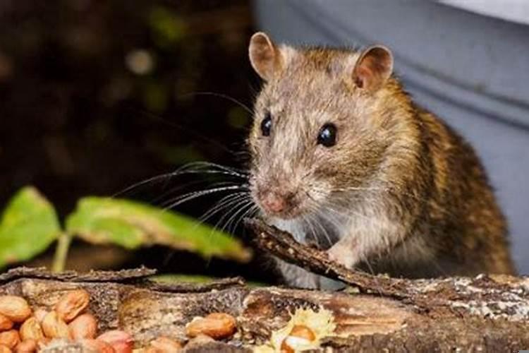 孕妇做梦梦到老鼠是什么意思