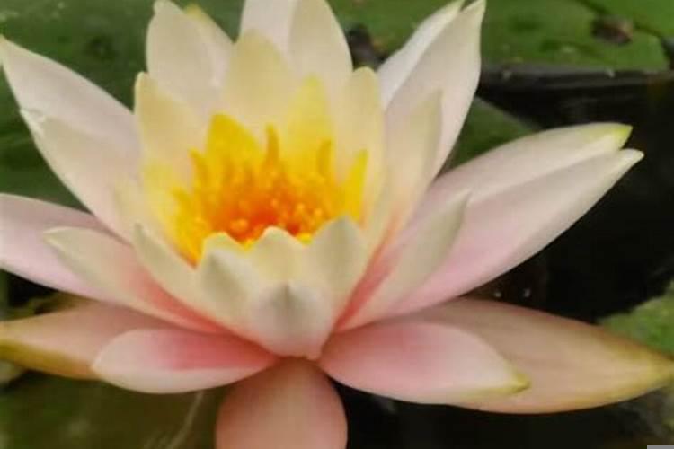 三四来发财的生肖