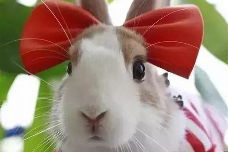 75年属兔女寿命