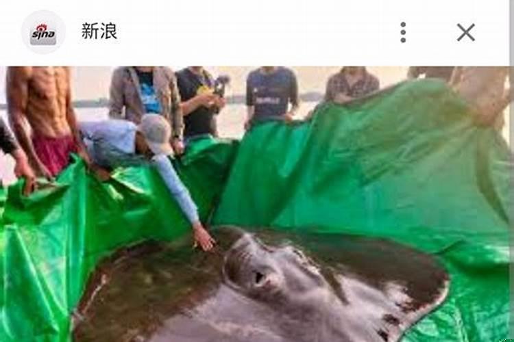 梦见买貂皮是什么意思